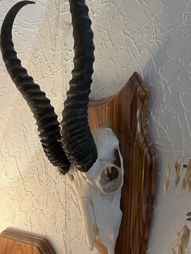 Springbock trophäe auf - ,