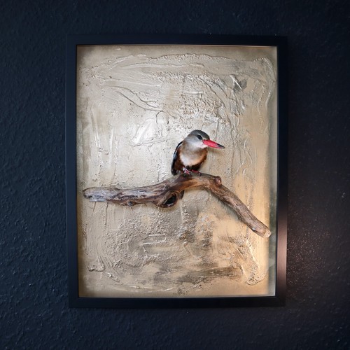Grey headed kingfisher - grey,