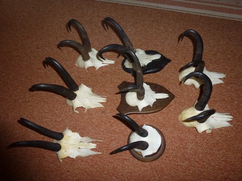 Gams gamsgeweih gamsgehörn - gams,,