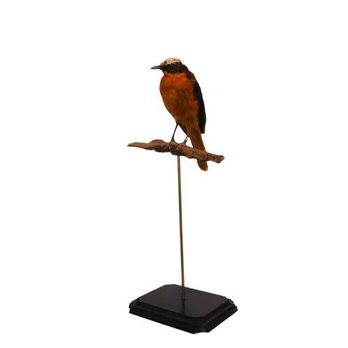 White crowned robin chat - white-crowned, robin-chat
