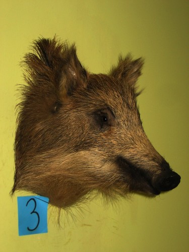 Wildschweinkopf kleines - , (3)