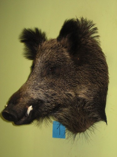 Wildschweinkopf groß - (1),