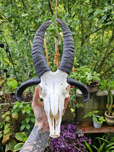 Vierhornschaf jakobschaf - vierhornschaf,,