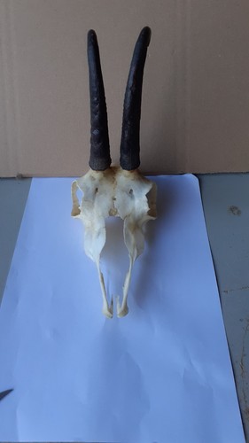 Gamsgeweih 20cm - gamsgeweih, ca.