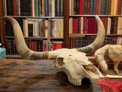Schädel stierschädel stier - schädel,