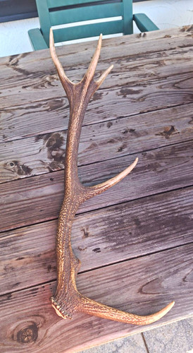 Hirsch abwurfstange 5ender - abwurfstange,
