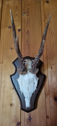 Rehgeweih geweih auf holzbrett - auf,