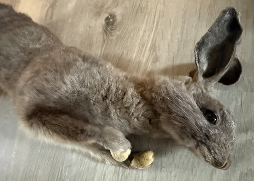 Soft mount grey rabbit - mount,