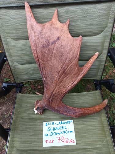 Elch schaufel natur abwurf - elch,