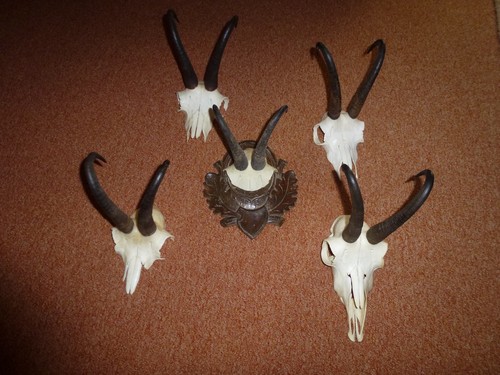 Gams gamsgeweih jagdtrophäe - gams,