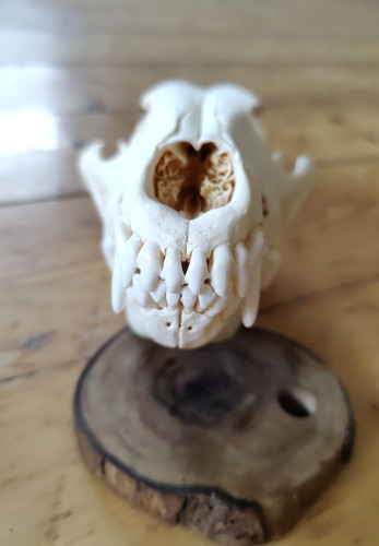 Hunde schädel echt - dog, skull