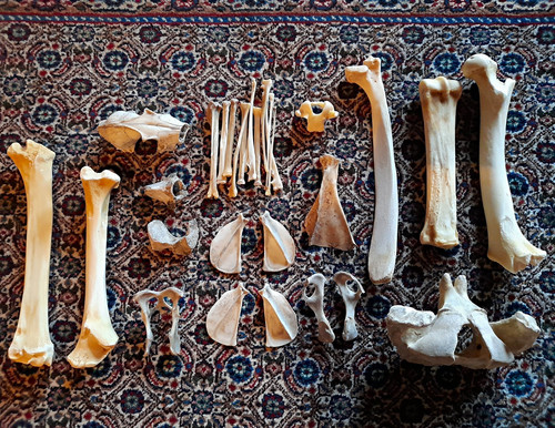 Konvolut tierknochen - tierknochen, &