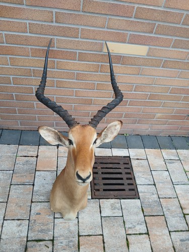 Trophäe afrika großer - trophäe,