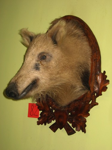 Wildschweinkopf mittel - (82), +