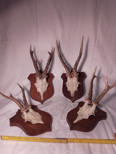 4er set rehbock geweihe - 4er,