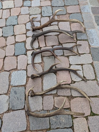 Abwurfstangen gewicht - 6, st.