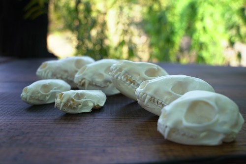 Schädelsammlung fuchs dachs - schädelsammlung,