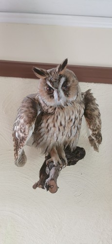Waldohreule cites taxidermy - waldohreule,,