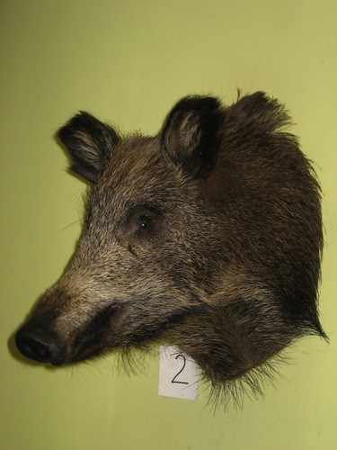 Wildschweinkopf mittel - , (2)