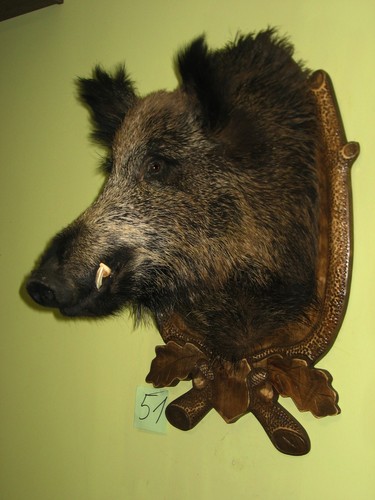 Wildschweinkopf groß - , (51)