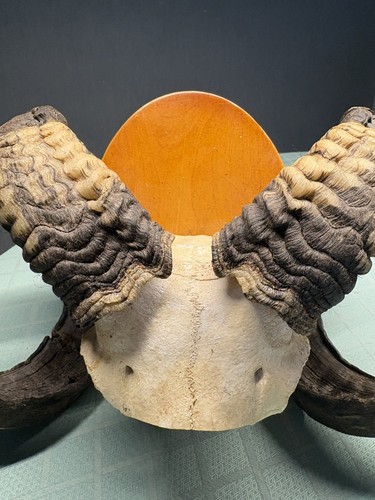 Jagdtrophäen-Schädelbrett