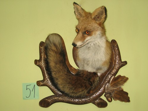 Fuchs kopf präparat - präparat,