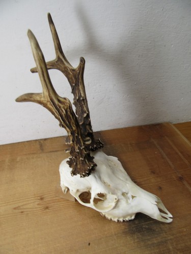 Kapitales rehgeweih 408 - kapitales,