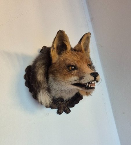 Taxidermie fuchskopf - taxidermie,