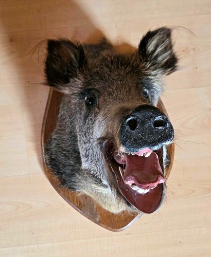 Wildschweinkopf trophäe - wildschweinkopf,