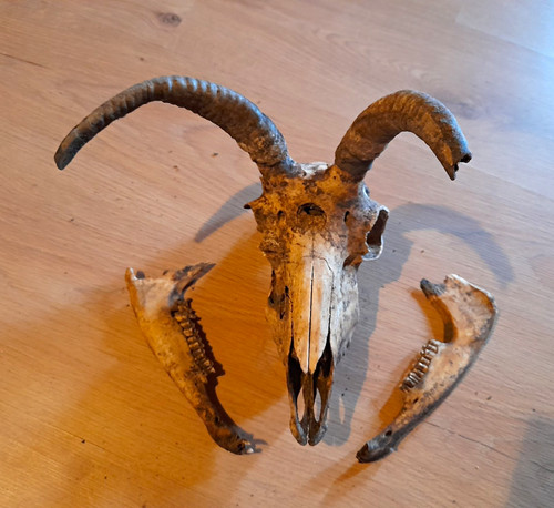 Jakobs vierhornschaf - jakobs,