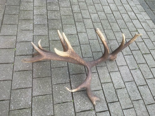 Abwurfstange rothirsch deko - rothirsch,