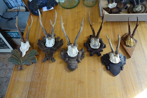Rehbock jagd jagdtrophäe - jagd, 6x
