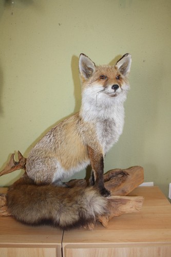 Tierpräparat fuchs rotfuchs - tierpräparat, fuchs,