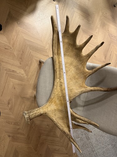 Riesige elchschaufel - riesige, elchschaufel/