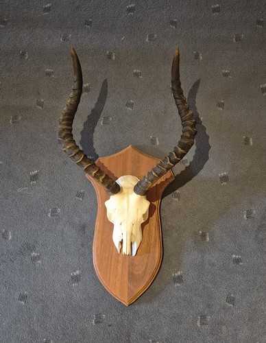 Springbock antilope geweih - antilope,
