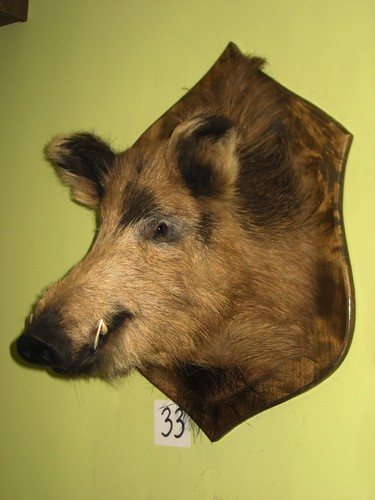 Wildschweinkopf groß - , +