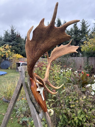 Hirschgeweih,Damhirsch,Deko,M?