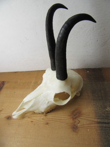 Schöne gams gamsgeiss gämse - schöne,