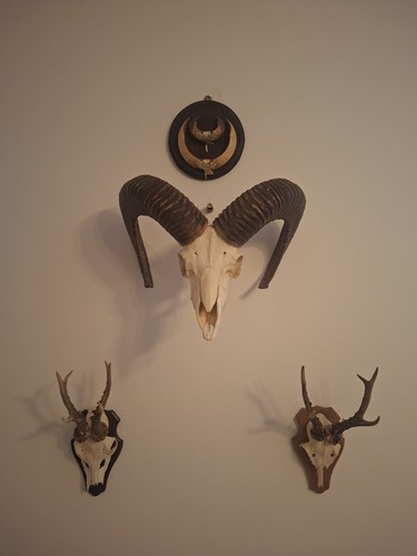 Mufflon widder schädel - widder, 57