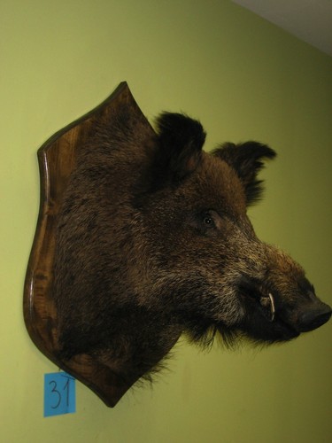 Wildschweinkopf groß - (31), +