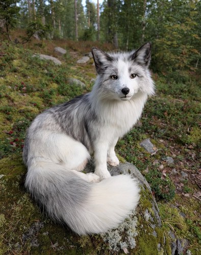 Fuchs softmount taxidermy - fuchs,
