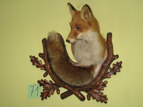 Fuchs kopf präparat - kopf, +