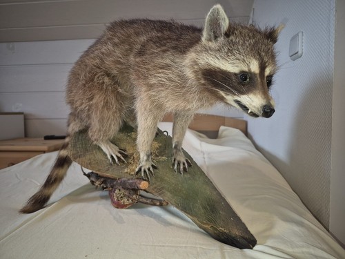 Präparierter waschbär auf - präparierter,