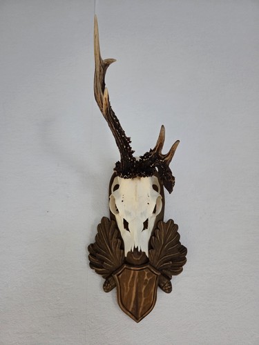 Abnormer rehbock geweih - abnormer,