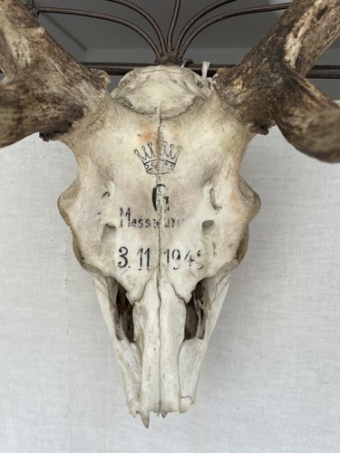 Große damhirsch jagdtrophäe - große,