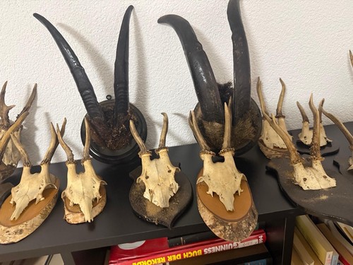 Konvolut jagdtrophäen - konvolut,