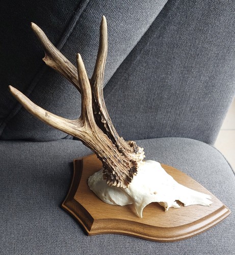 Seltener abnormer bock mit - abnormer,