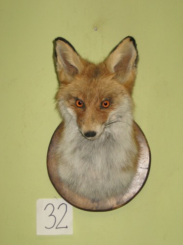 Fuchs kopf präparat - (32), +