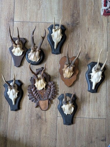 Jagd trophäe rehgeweih - 8,