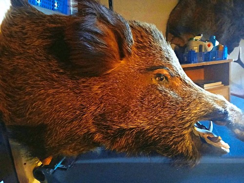 Wildschweinschultertrophäe